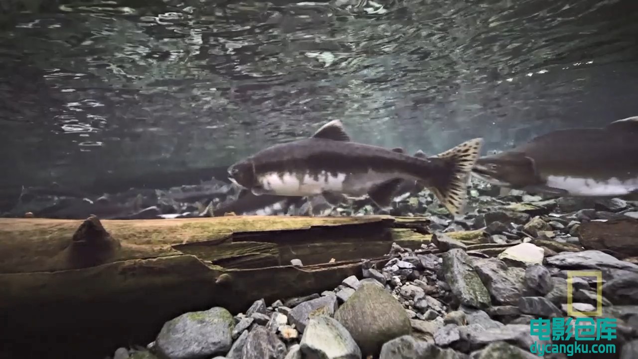 【国家地理.阿拉斯加食人鲨】National.Geographic.Alaskan.Killer.Shark.720p.mkv_sna.jpg