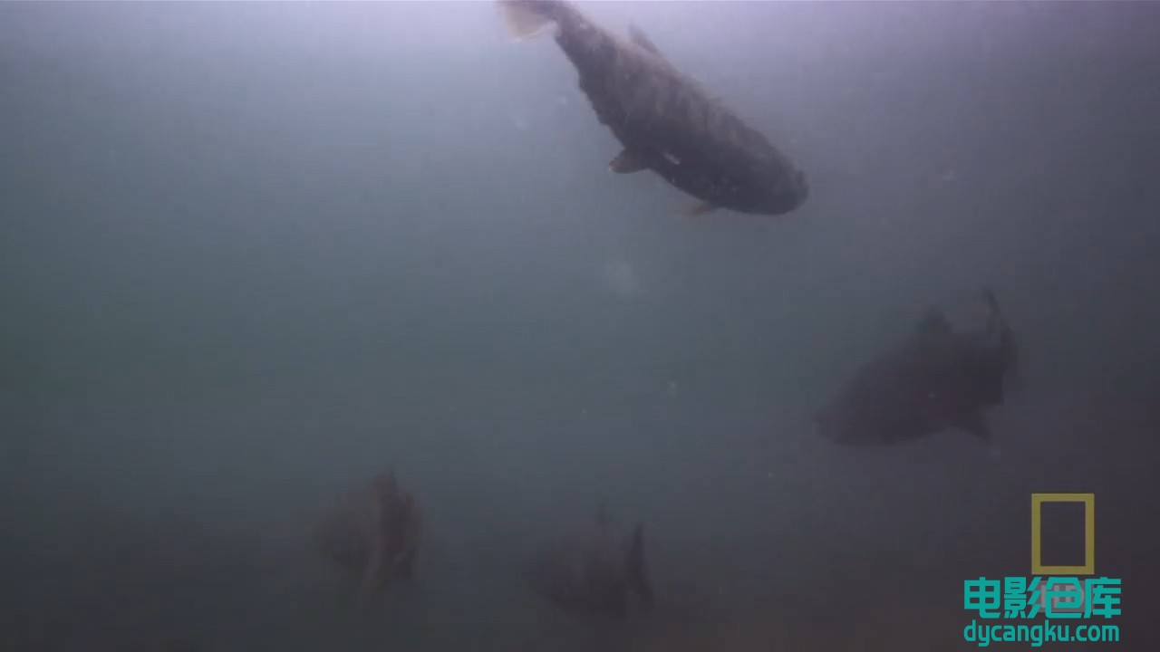 【国家地理.阿拉斯加食人鲨】National.Geographic.Alaskan.Killer.Shark.720p.mkv_sna.jpg