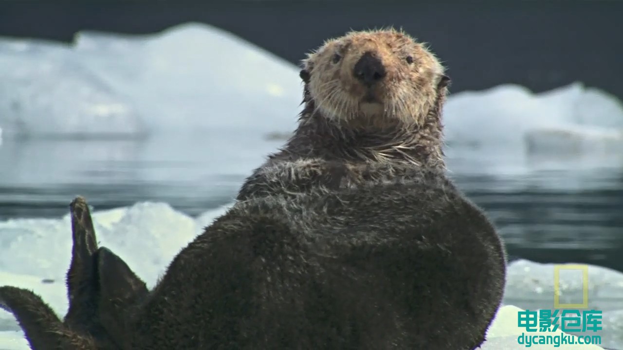 【国家地理.阿拉斯加食人鲨】National.Geographic.Alaskan.Killer.Shark.720p.mkv_sna.jpg