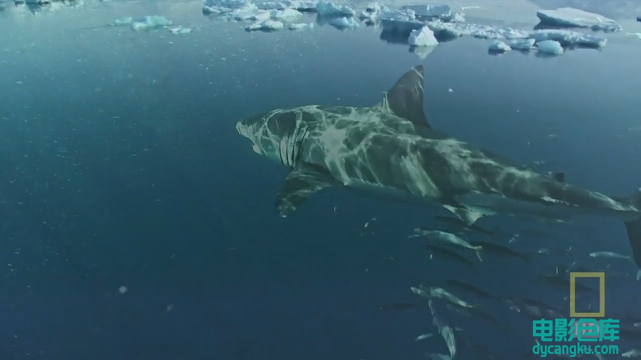 【国家地理.阿拉斯加食人鲨】National.Geographic.Alaskan.Killer.Shark.720p.mkv_sna.jpg
