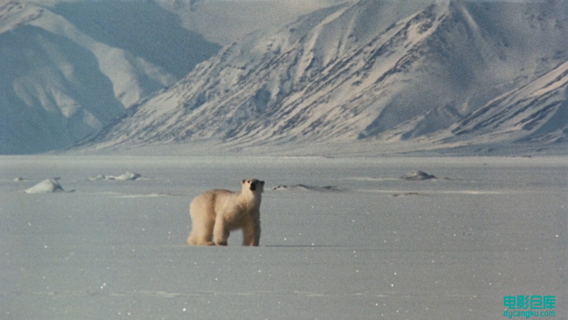 [电影仓库dycangku.com]国家地理.北极传说National.Geographic.Arctic.Tale.2007.Blur.jpg