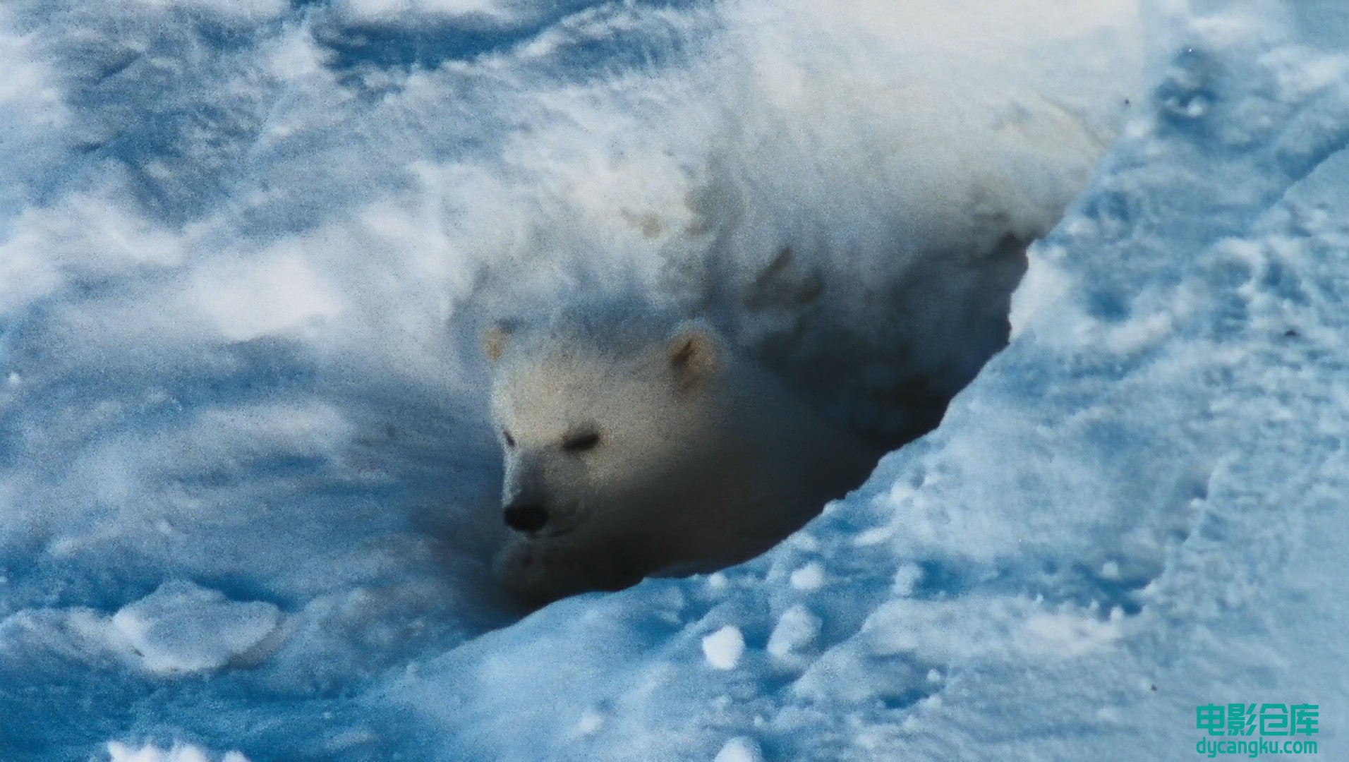 [电影仓库dycangku.com]国家地理.北极传说National.Geographic.Arctic.Tale.2007.Blur.jpg
