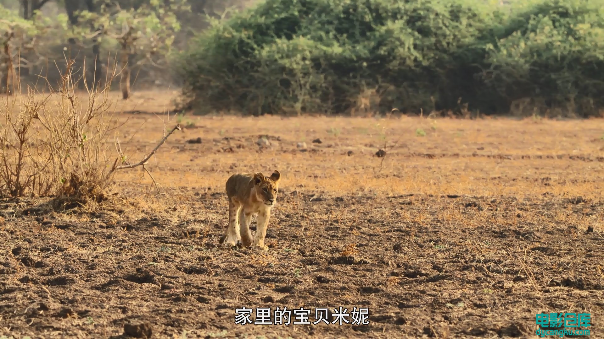 [电影仓库dycangku.com]野生动物宝宝 第一季S01E07.mp4_snapshot_24.44.037.jpg