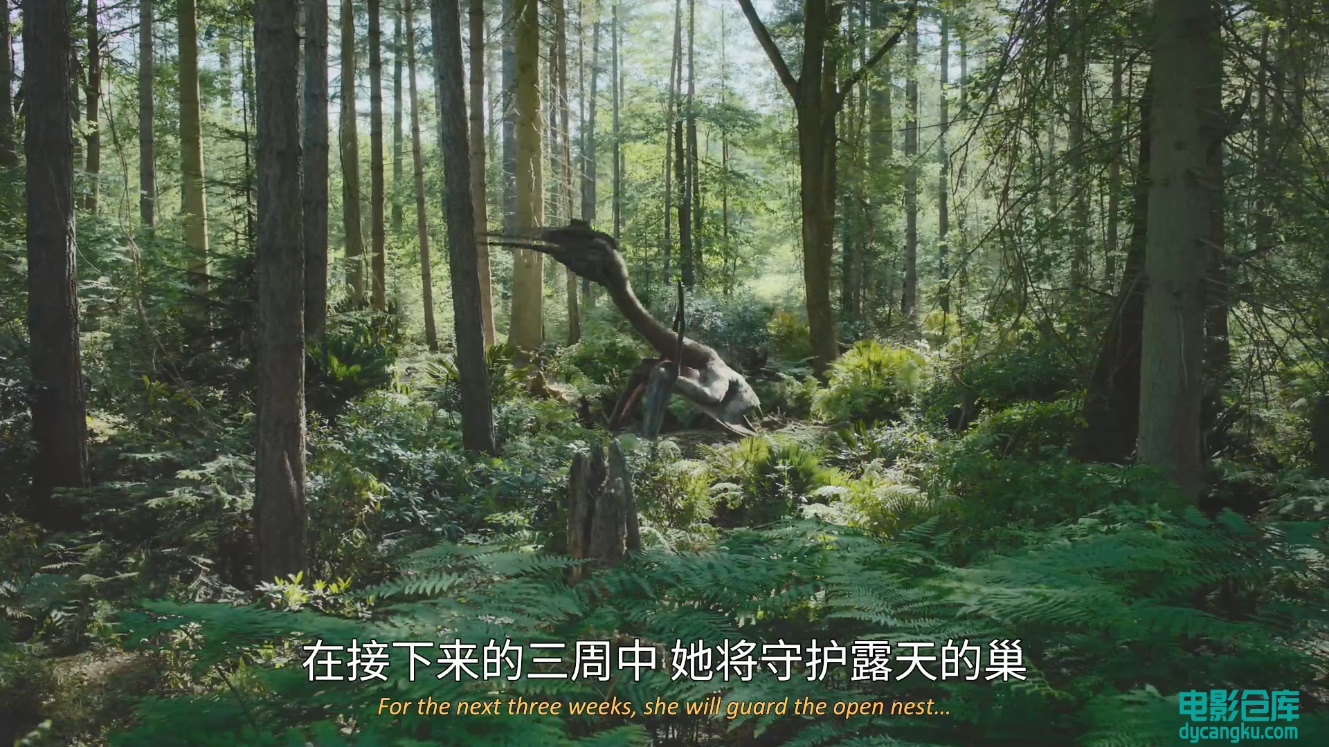 [电影仓库dycangku.com]史前星球E03.HD1080P.中英双字.mp4_snapshot_23.27.725.jpg