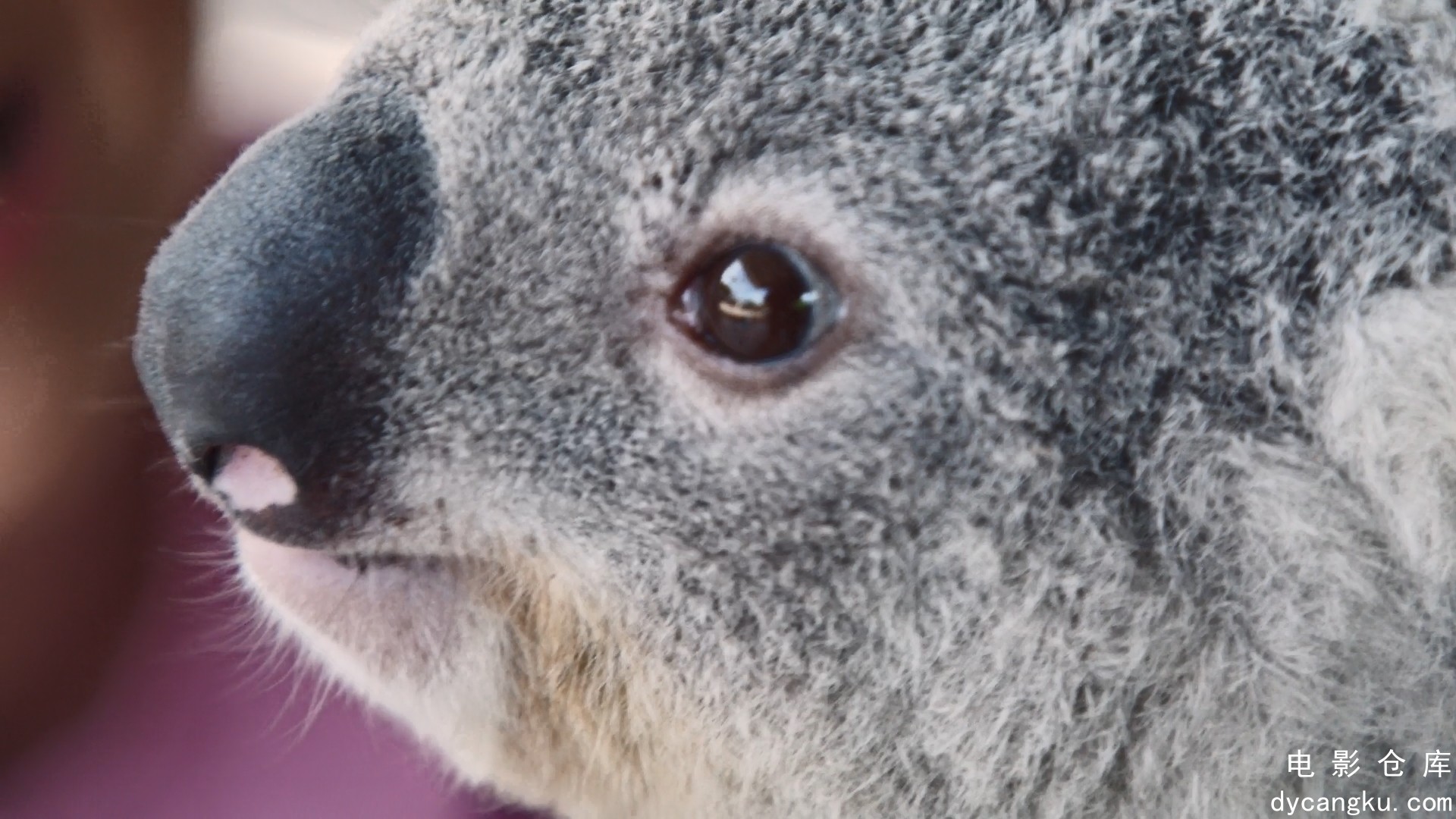 [电影仓库dycangku.com]Izzys.Koala.World.S01E08.1080p.NF.WEB-DL.DDP5.1.H.264.mkv_.jpg
