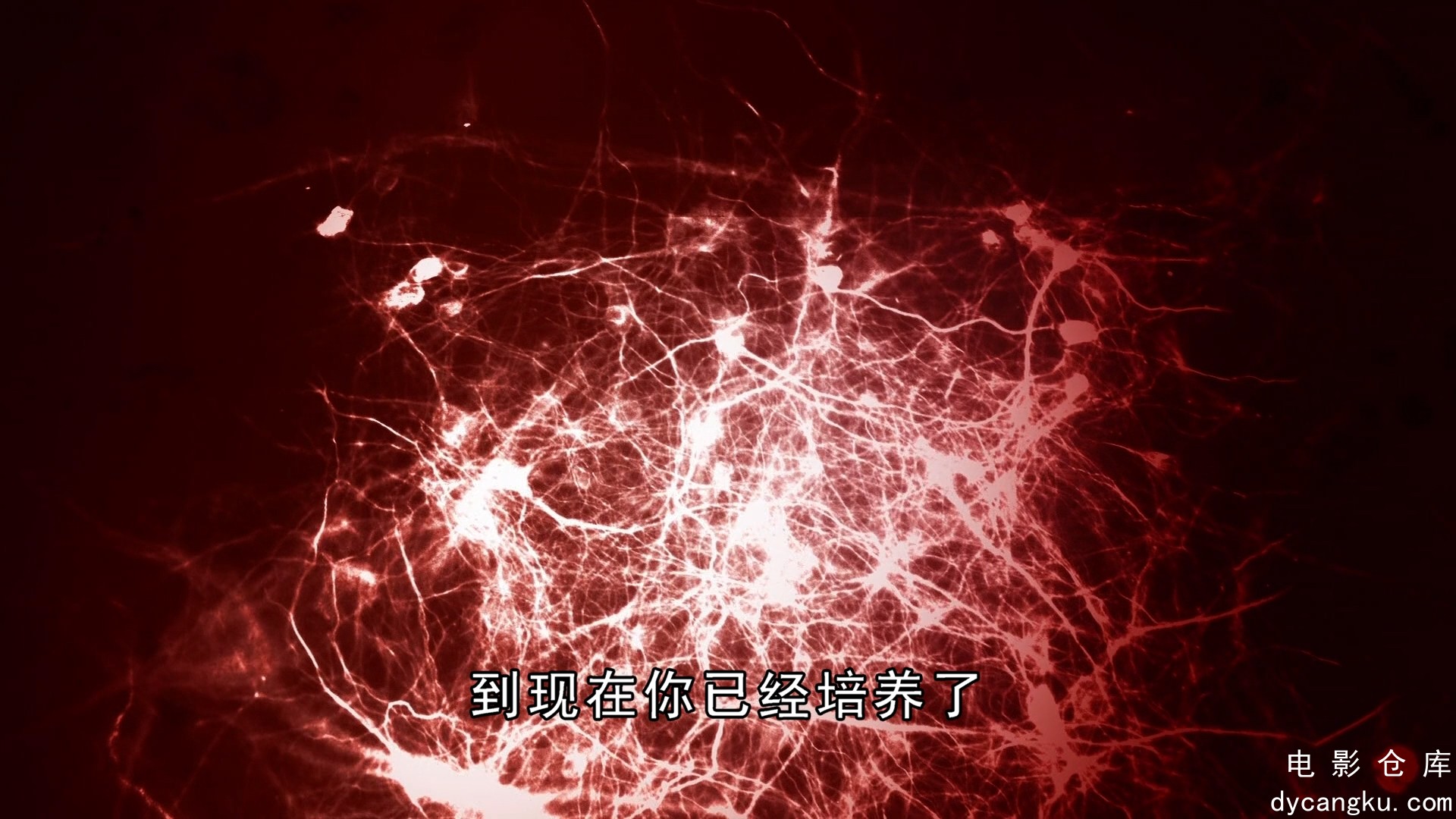 [电影仓库dycangku.com]人体奥秘 Inside.The.Human.Body.2011.E03.BluRay.1080p.Multi.jpg