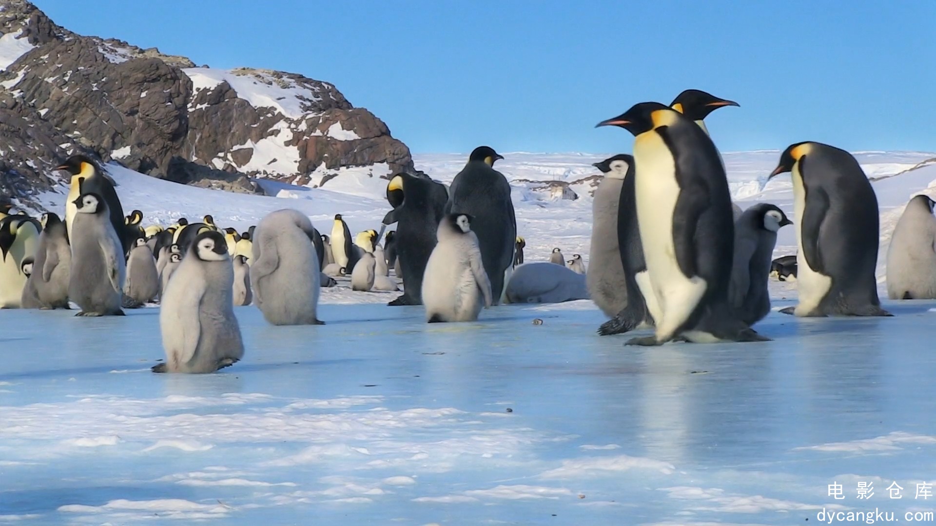 [电影仓库dycangku.com]BBC.Snow.Chick.A.Penguins.Tale.1080p.HDTV.x264.AAC.mkv_sna.jpg
