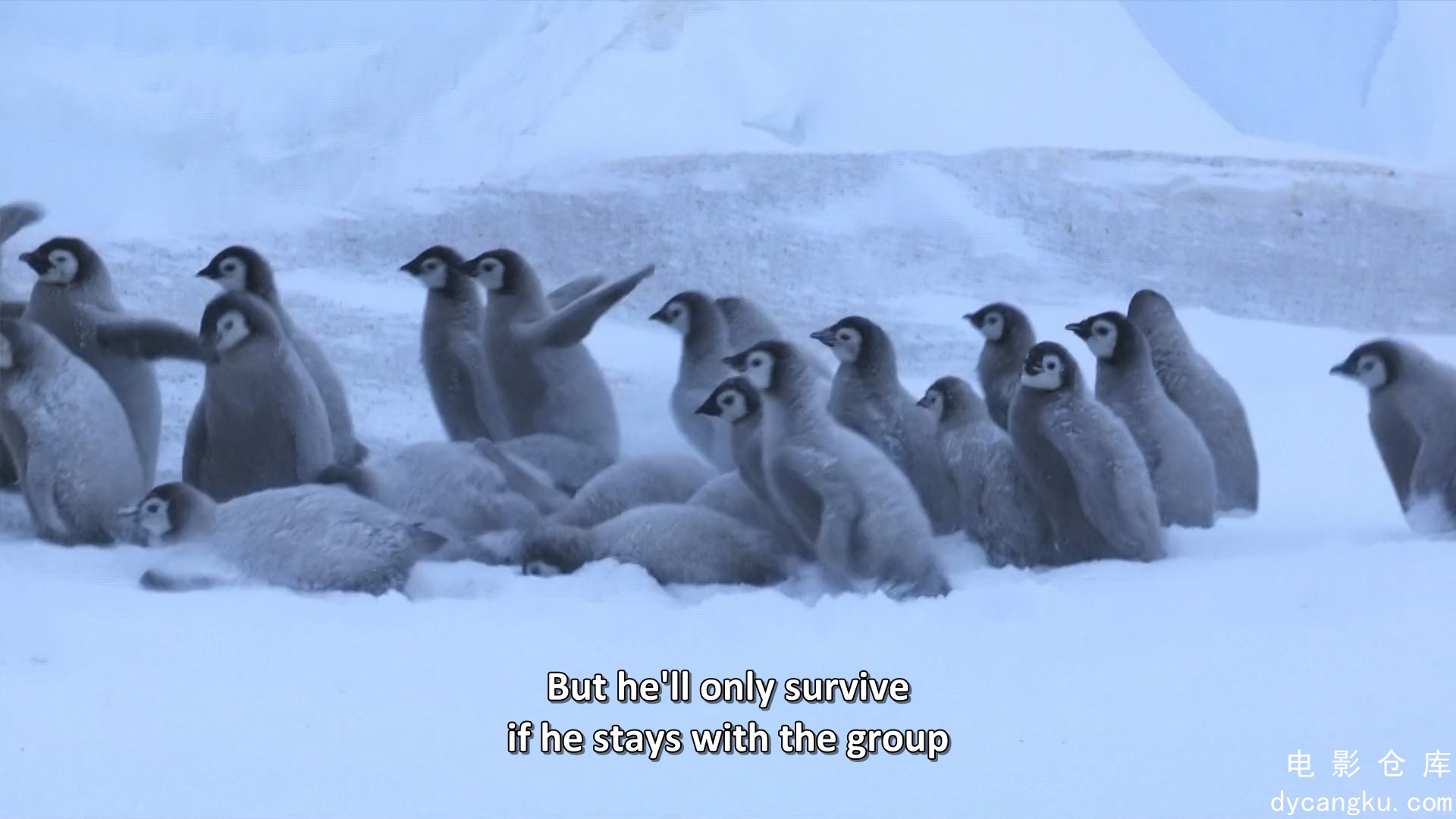 [电影仓库dycangku.com]BBC.Snow.Chick.A.Penguins.Tale.1080p.HDTV.x264.AAC.mkv_sna.jpg