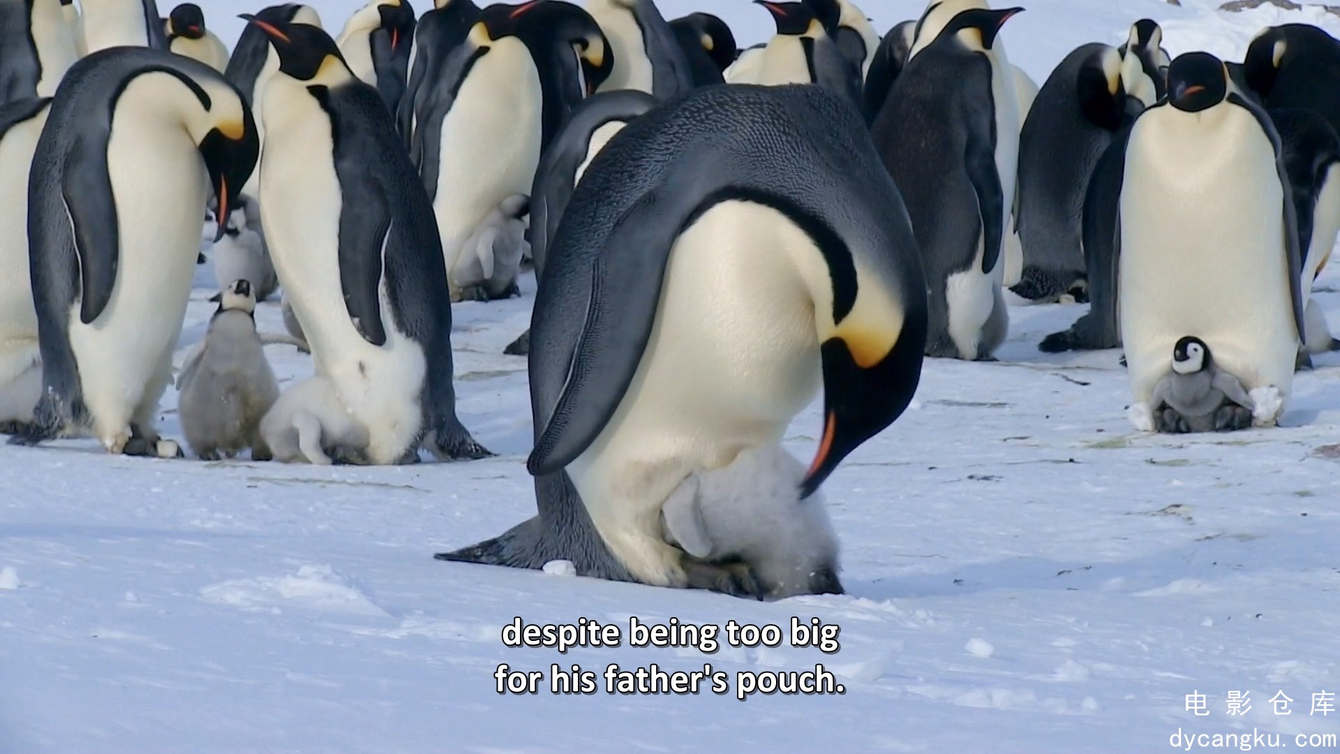 [电影仓库dycangku.com]BBC.Snow.Chick.A.Penguins.Tale.1080p.HDTV.x264.AAC.mkv_sna.jpg