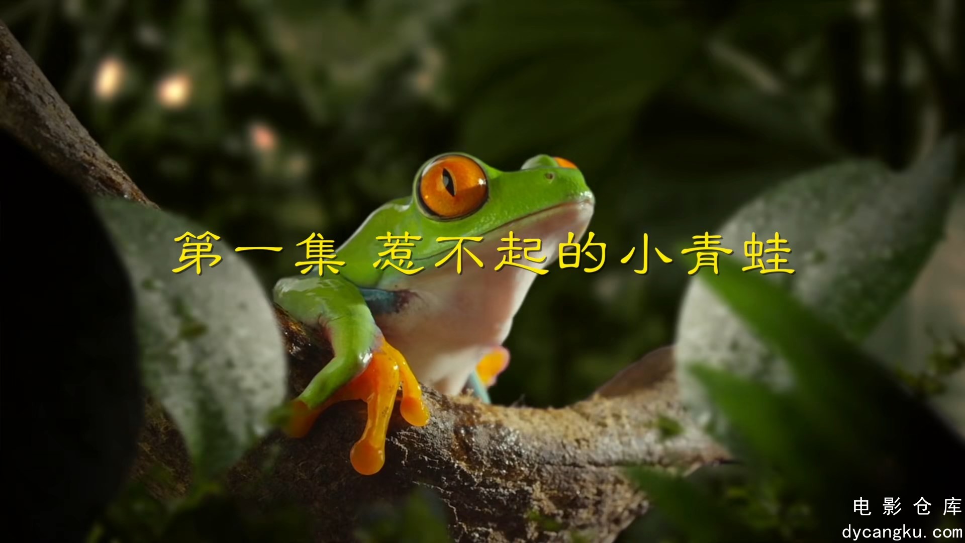 [电影仓库dycangku.com]001.惹不起的小青蛙：小蝌蚪找妈妈.mp4_snapshot_00.06.027.jpg