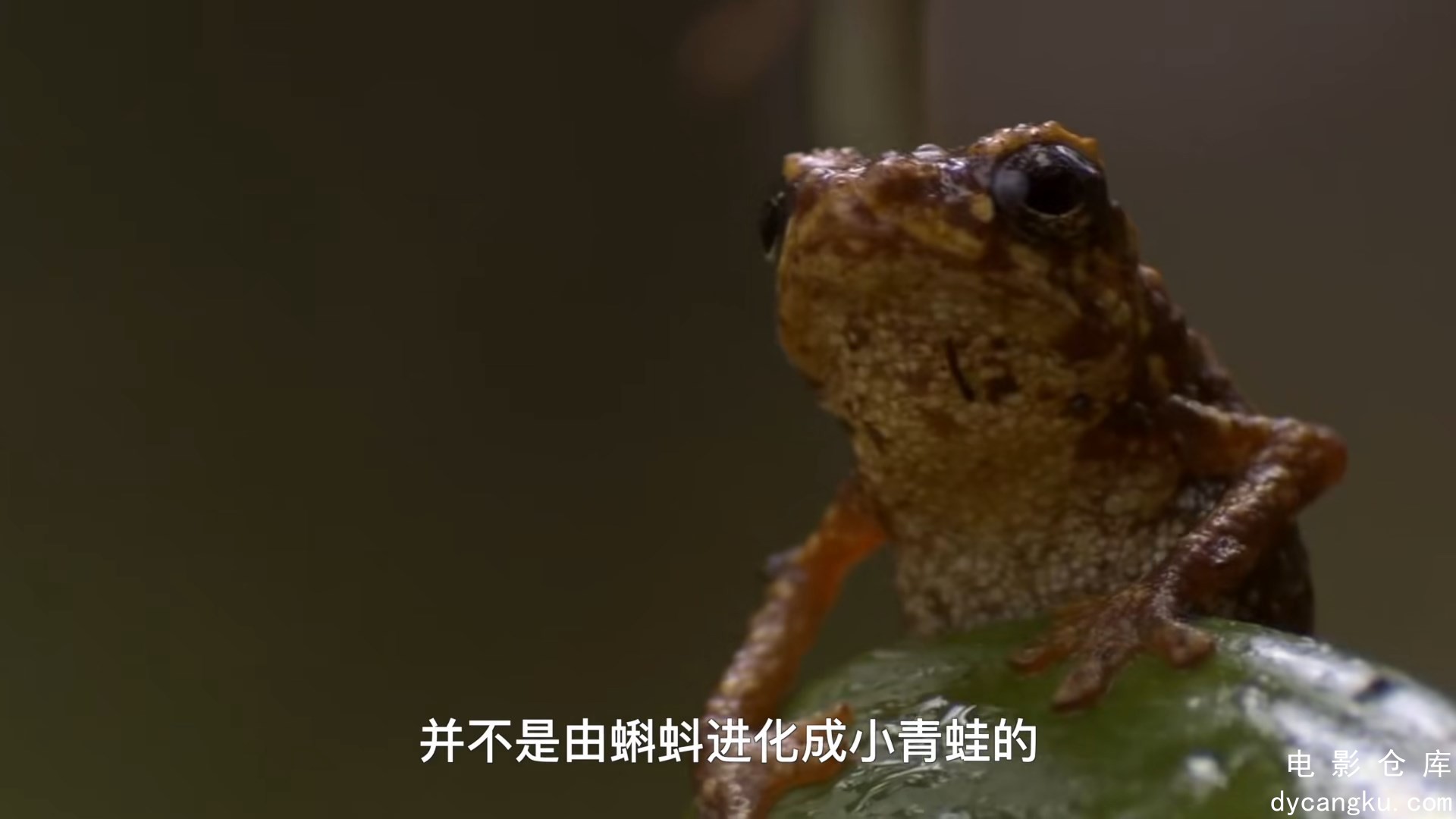 [电影仓库dycangku.com]001.惹不起的小青蛙：小蝌蚪找妈妈.mp4_snapshot_05.45.722.jpg