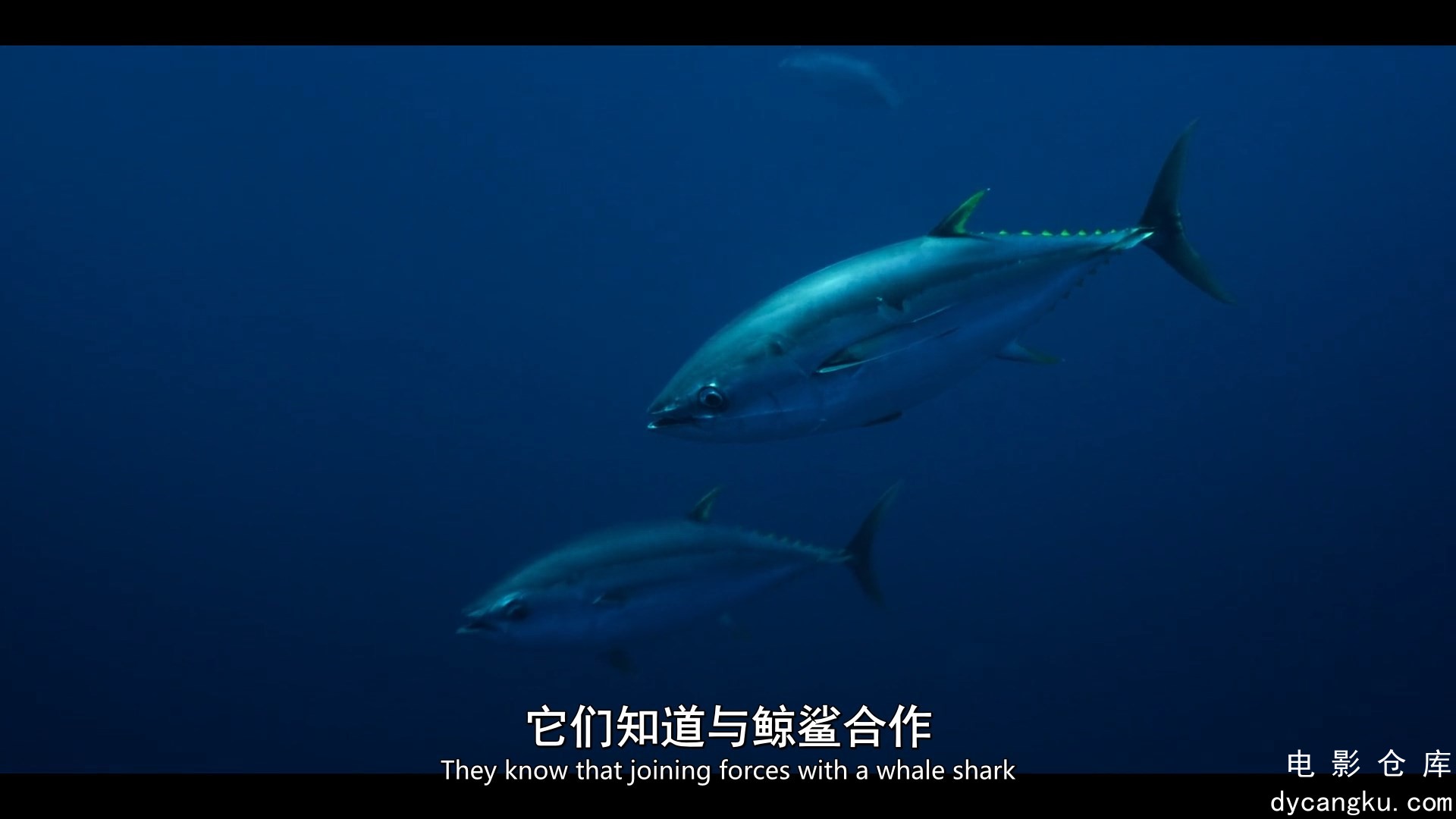 [电影仓库dycangku.com]03.mp4_snapshot_00.44.20.565.jpg
