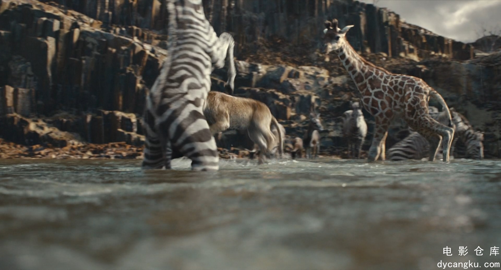 [电影仓库dycangku.com]Mufasa.The.Lion.King.2024.REPACK.1080p.iTunes.WEB-DL.DDP.5.jpg