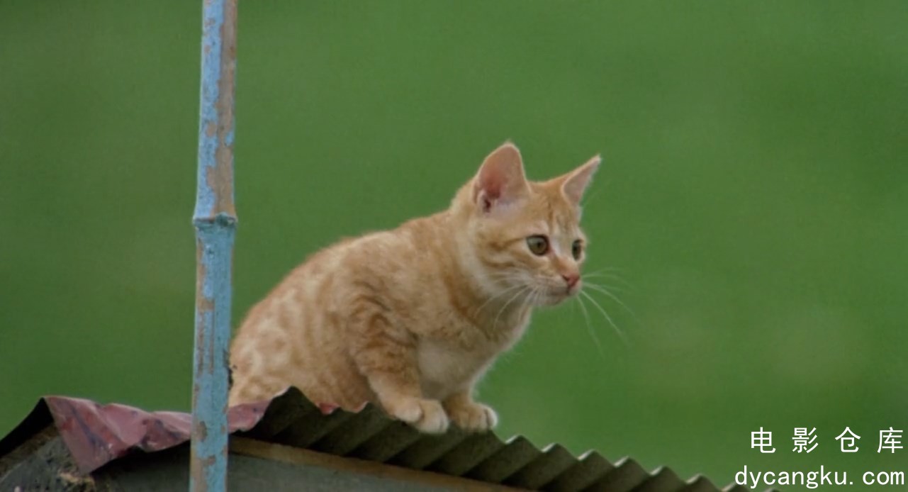 [电影仓库dycangku.com]The.Adventures.Of.Milo.And.Otis.1986.720p.BluRay.x264.AAC..jpg