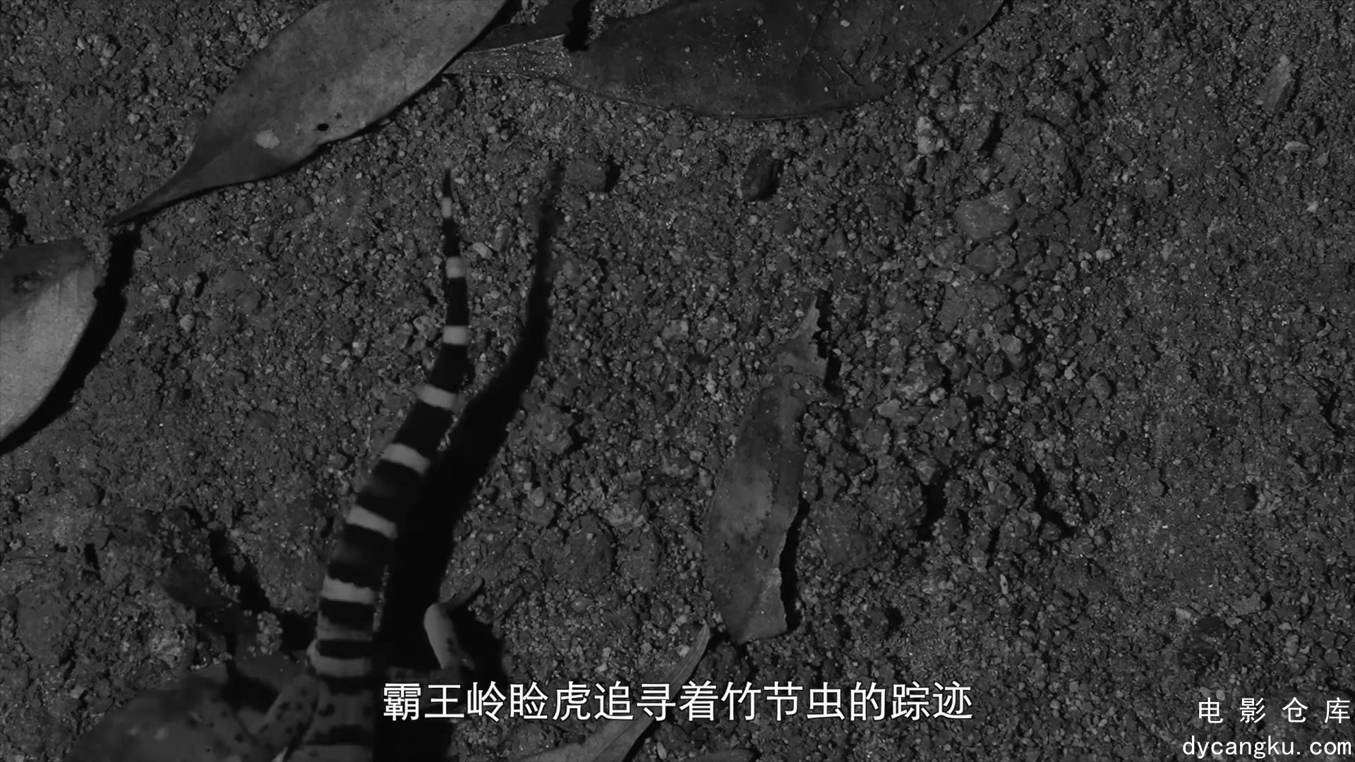 [电影仓库dycangku.com]S01E02.万物共生.mkv_snapshot_36.19.679.jpg